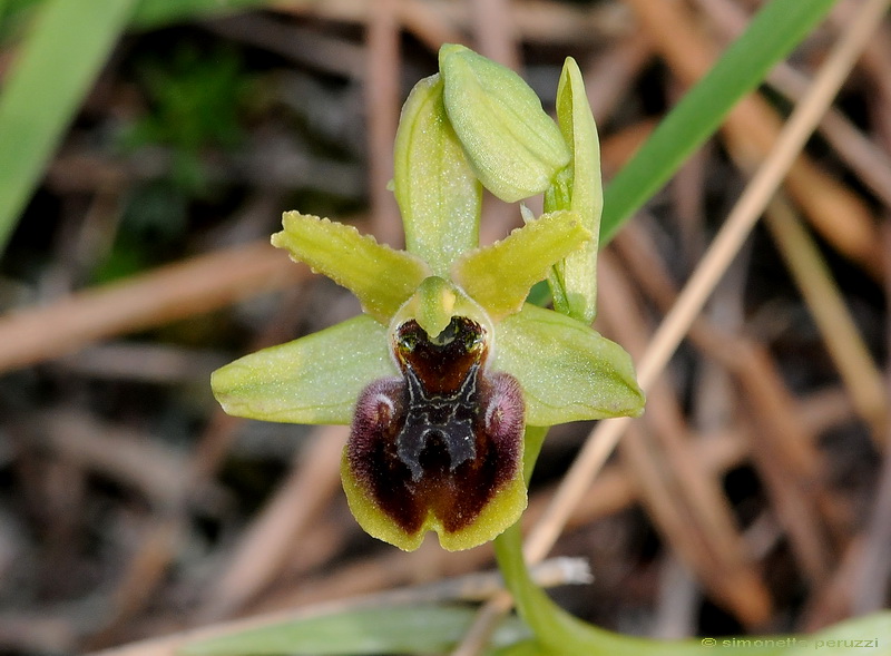 Orchidee del Chianti - Ophrys sphegodes e altre...